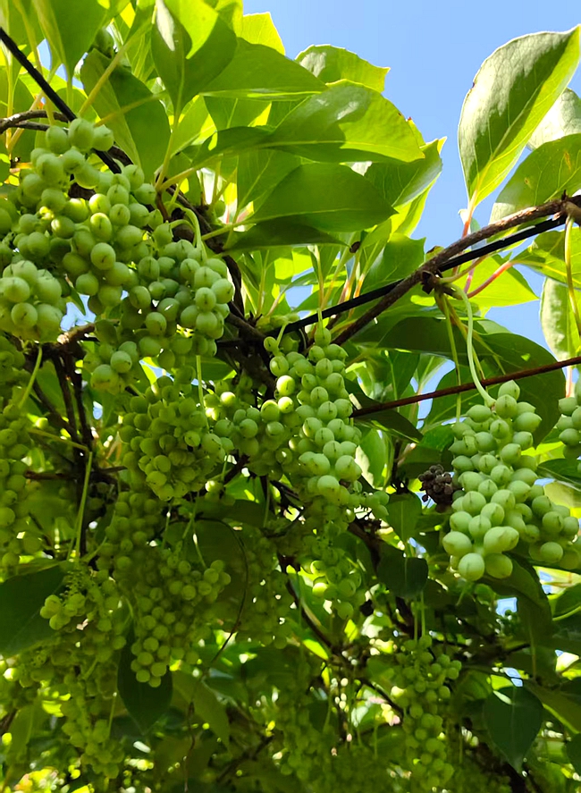 微信图片_20260611094326_830_166 微信图片_20260611094326_830_166