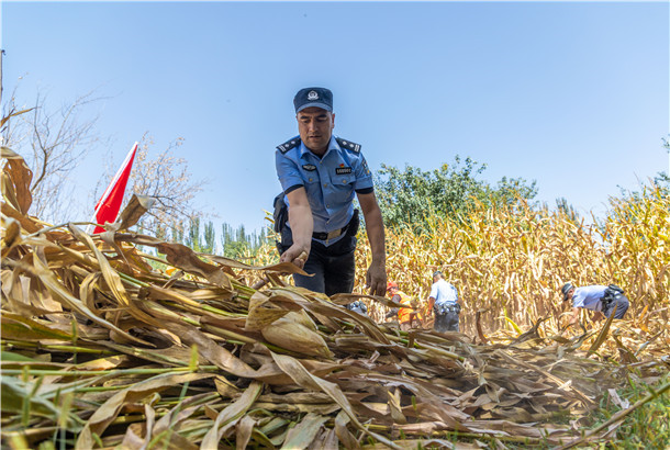 为确保秋收期间治安稳定,新疆维吾尔自治区叶城县公安局乌夏巴什镇派出所启动秋收警务机制,组织民警深入田间地头开展助农服务。图为民警在玉米地里帮助农户抢收,整理成熟的玉米秸秆。 为确保秋收期间治安稳定,新疆维吾尔自治区叶城县公安局乌夏巴什镇派出所启动秋收警务机制,组织民警深入田间地头开展助农服务。图为民警在玉米地里帮助农户抢收,整理成熟的玉米秸秆。
