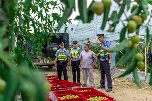 民警在冬枣种植基地,向种植户了解采收进度和果品销售情况。 民警在冬枣种植基地,向种植户了解采收进度和果品销售情况。